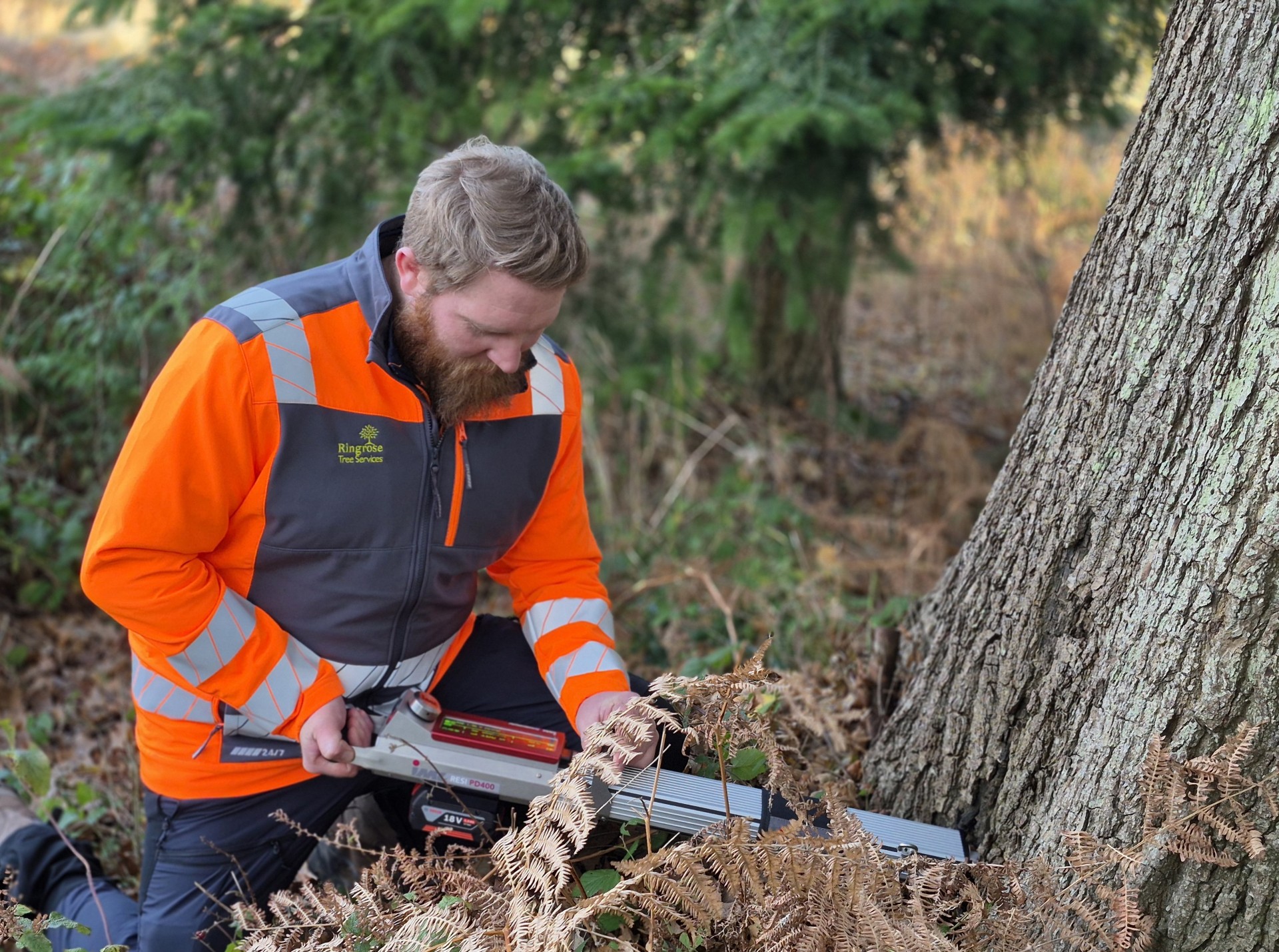 Investigating Tree Decay • Ringrose Tree Services